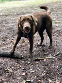 Portrait of dog standing on field