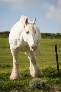 White horse