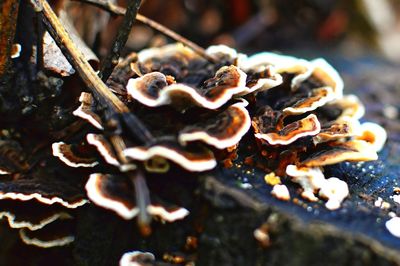 Close-up of fungus growing outdoors