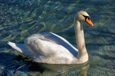 Swan floating on lake
