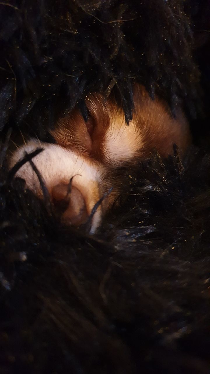 CLOSE-UP OF A DOG RESTING