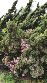 Close-up of pink flower tree against sky