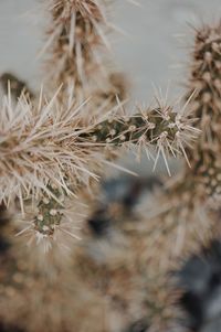 High angle view of cactus