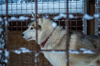 Dog looking away in snow