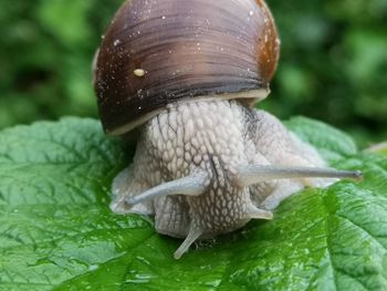 Close-up of snail on leaf