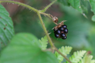 Close-up of insect on plant