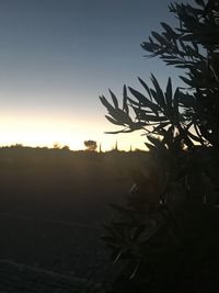 Scenic view of silhouette plants against sky at sunset