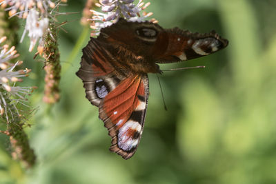 Close-up of butterfly perching on plant