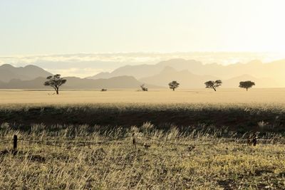 Scenic view of field against clear sky