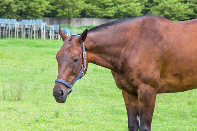 Horse in a field