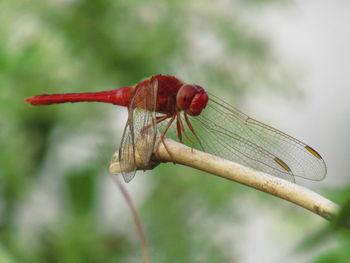 Close-up of dragonfly on plant