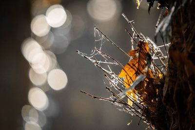 Close-up of spider web