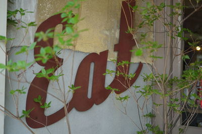 Close-up of ivy against built structure