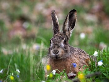 Hare in the grass