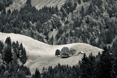 High angle view of pine trees in forest