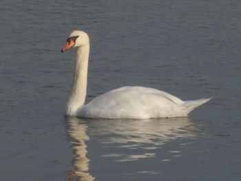 Swan swimming in lake