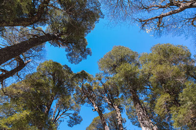 Low angle view of trees against clear blue sky