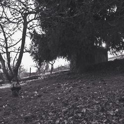 Bare trees on landscape