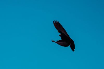 Low angle view of seagull flying