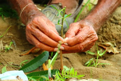 Close-up of hand holding food