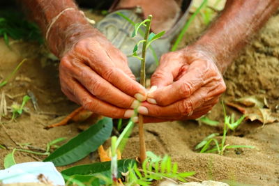 Grafting trees in spring. gardening vegetable plant and fruit plant in garden