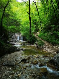 Stream flowing through rocks in forest