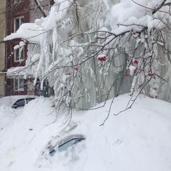 Snow covered plants against trees