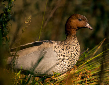 Close-up of duck in grass
