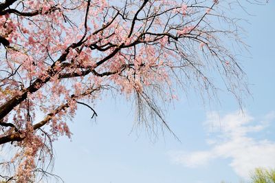 Low angle view of bare tree against sky