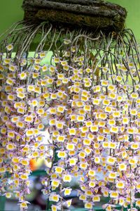 Close-up of yellow flowering plants