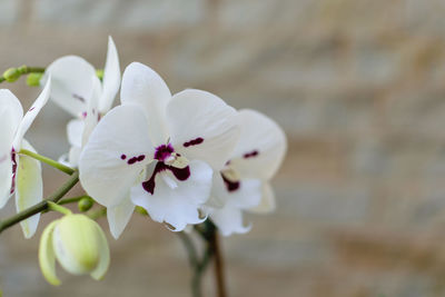 Close-up of white cherry blossom