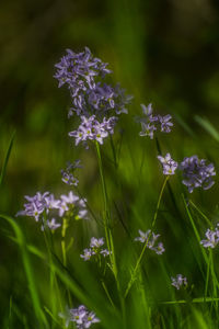 Close-up of purple flowers blooming outdoors