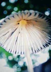 Macro shot of dandelion flower