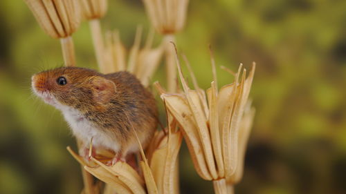 Close-up of honey bee pollinating flower