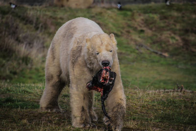 Close-up of dog eating grass on field