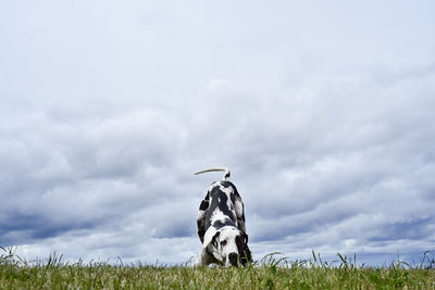 Great dane on grassy field against cloudy sky