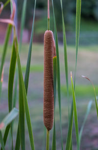 Close-up of grass growing on land