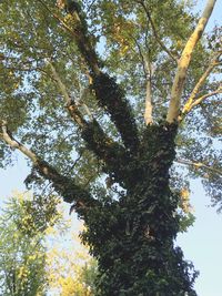 Low angle view of trees in forest against sky