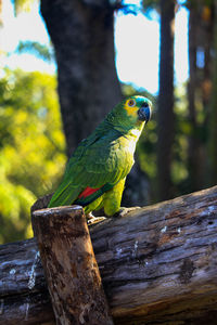 Close-up of parrot perching on wooden post