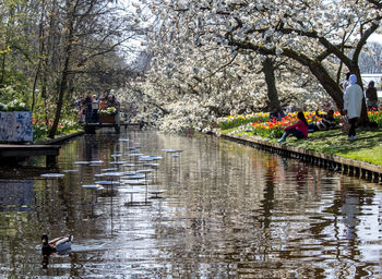 View of cherry blossom from canal