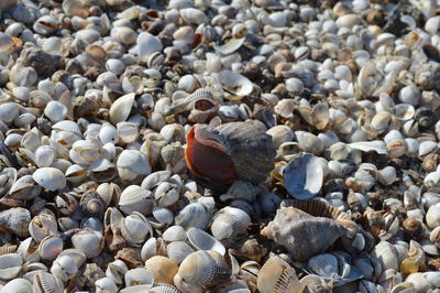 Close-up of shells on beach