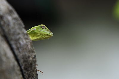 Close-up of lizard on leaf