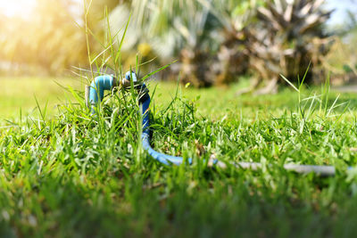 Close-up of insect on grass