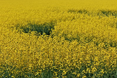 rapeseed