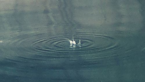 Reflection of trees in water