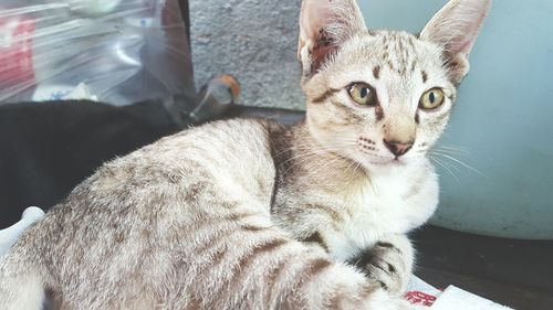 Close-up portrait of cat