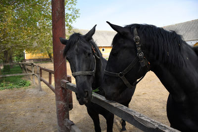 Horse standing in ranch