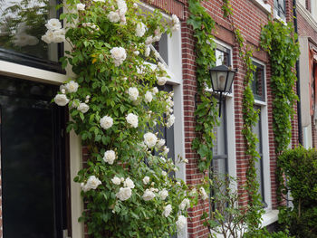 Flowers on window of building