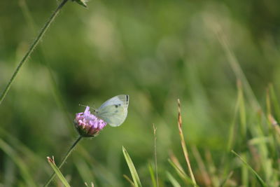 Close-up of butterfly pollinating on flower