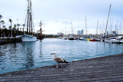 Sailboats moored in a harbor, barcelona.  the seagull is as delighted with the views as i am.